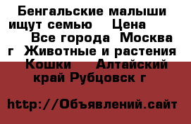 Бенгальские малыши ищут семью) › Цена ­ 5 500 - Все города, Москва г. Животные и растения » Кошки   . Алтайский край,Рубцовск г.